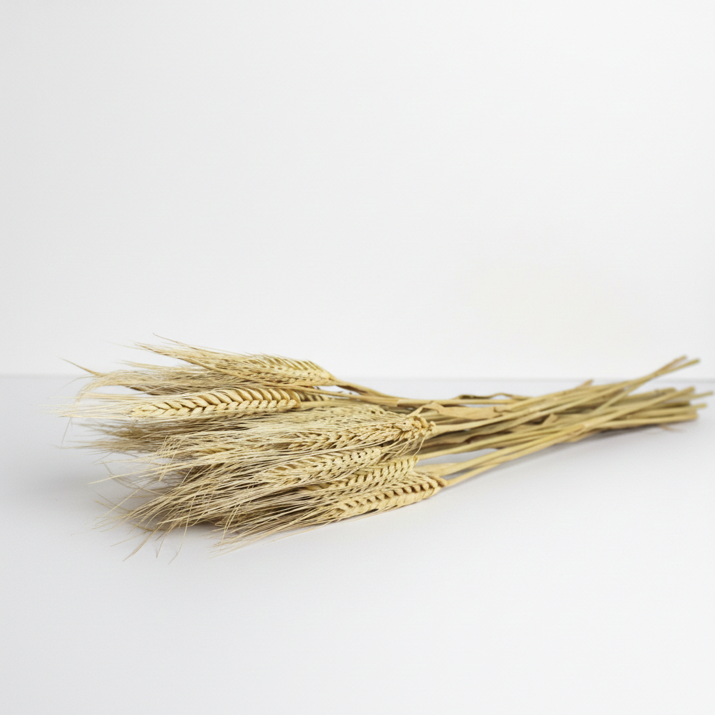 Sušená Pšenice vousatá natur – přírodní dekorace do vázy, věnců a aranžmá